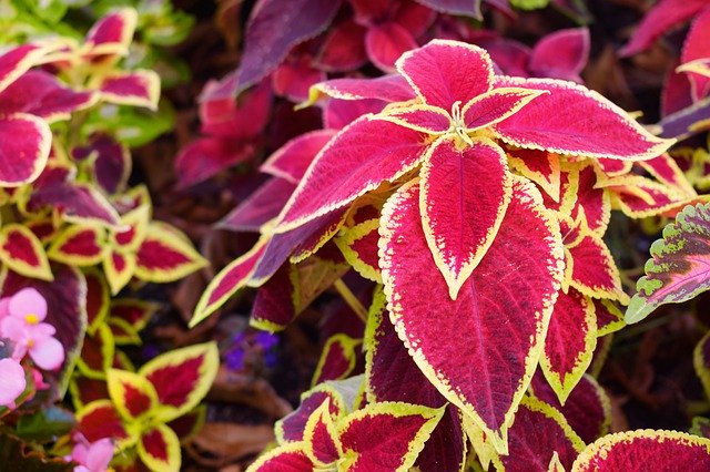 Free download Colorful Nettle Plant Leaves -  free photo or picture to be edited with GIMP online image editor