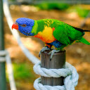 Colorful Parrot  screen for extension Chrome web store in OffiDocs Chromium
