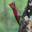Colorful Woodpecker  screen for extension Chrome web store in OffiDocs Chromium