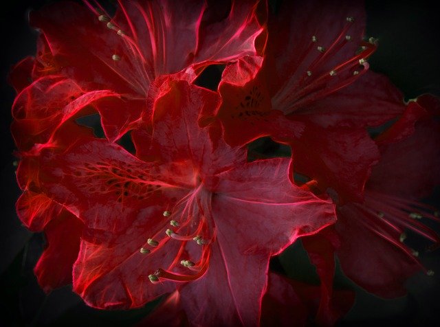 Free download Color Red Fractalius -  free illustration to be edited with GIMP free online image editor