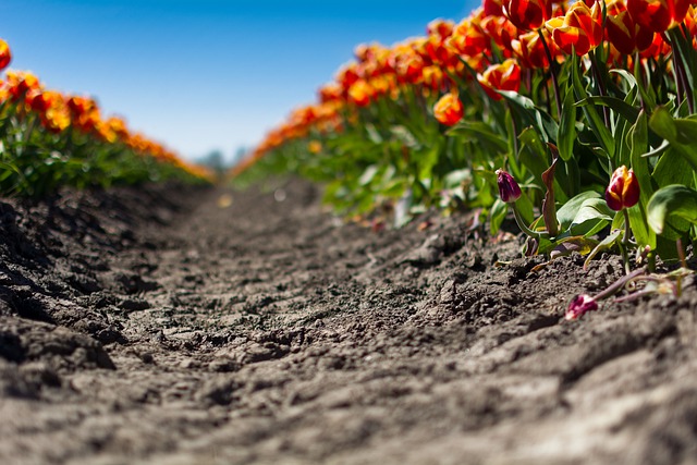 Free download colors bokeh field tulips mud free picture to be edited with GIMP free online image editor