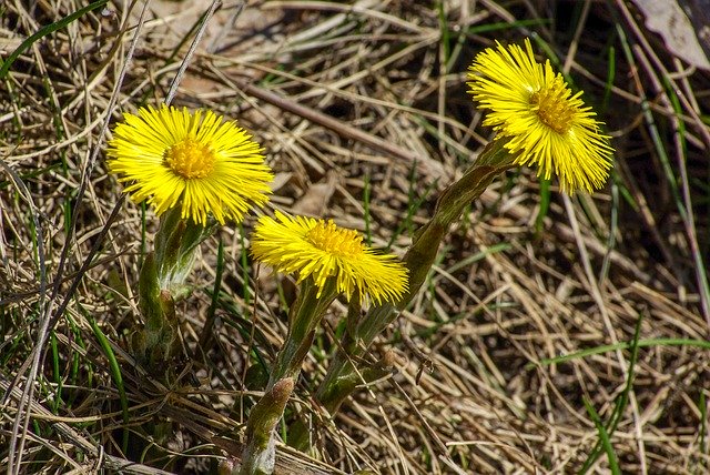 Template Photo Coltsfoot Spring Flower for OffiDocs