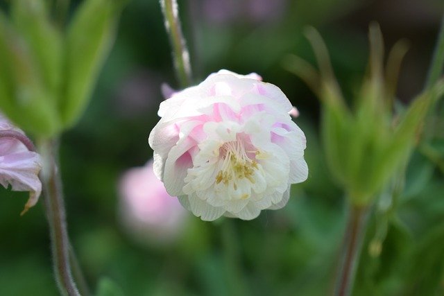 ດາວໂຫລດຟຣີ Columbine Blossom Bloom - ຮູບພາບຫຼືຮູບພາບທີ່ບໍ່ເສຍຄ່າເພື່ອແກ້ໄຂດ້ວຍຕົວແກ້ໄຂຮູບພາບອອນໄລນ໌ GIMP