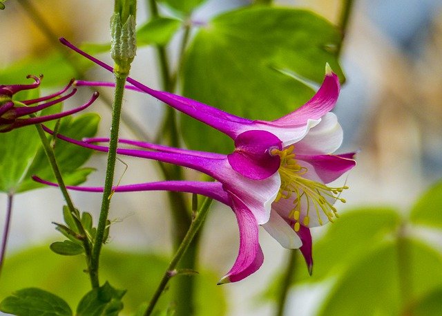 Free download columbine blossom bloom bizarre free picture to be edited with GIMP free online image editor