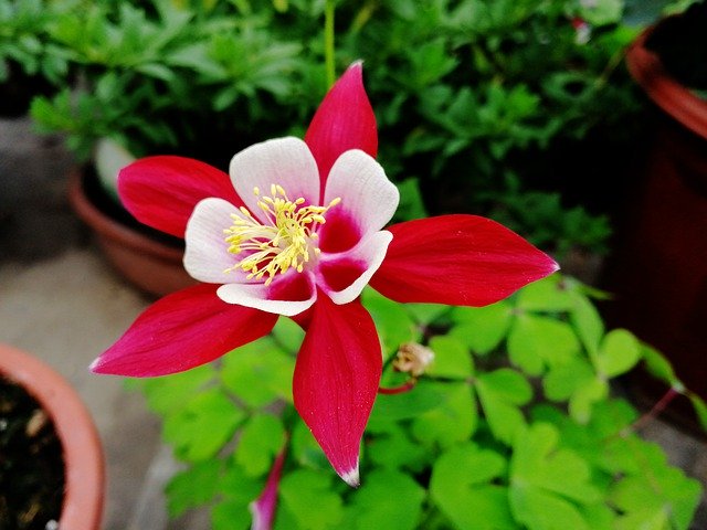 Free download Columbine Dish Flower Plant Potted -  free photo or picture to be edited with GIMP online image editor