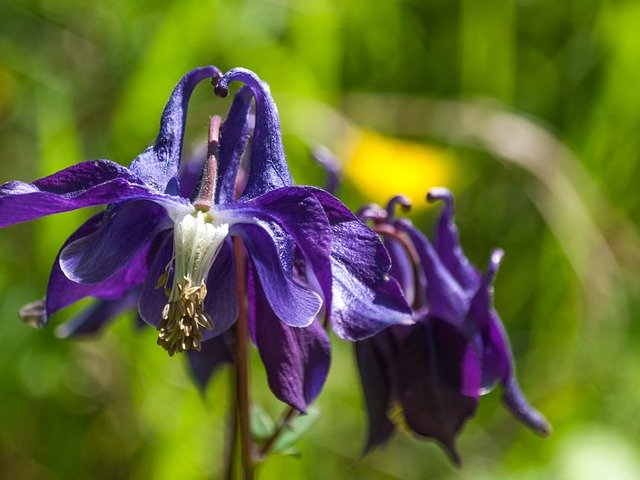 Free picture Columbine Flower Meadow Common -  to be edited by GIMP free image editor by OffiDocs