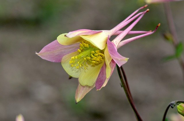 Free download Columbine Flower Nature -  free photo or picture to be edited with GIMP online image editor