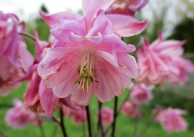 Gratis download Columbine Flower Pink - gratis foto of afbeelding om te bewerken met GIMP online afbeeldingseditor