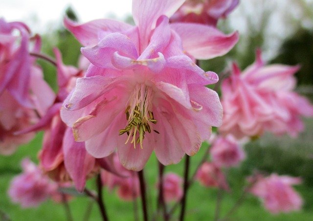 Free download Columbine Flower Pink -  free photo or picture to be edited with GIMP online image editor