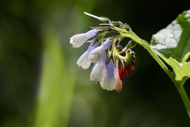Free download comfrey medicinal herb inflorescence free picture to be edited with GIMP free online image editor