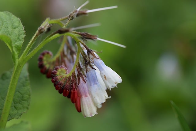 Free download comfrey medicinal plant free picture to be edited with GIMP free online image editor