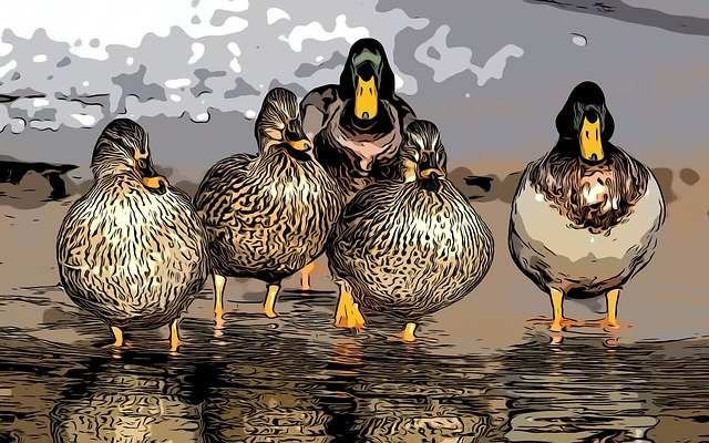 Free download Comic Birds Wild -  free illustration to be edited with GIMP free online image editor