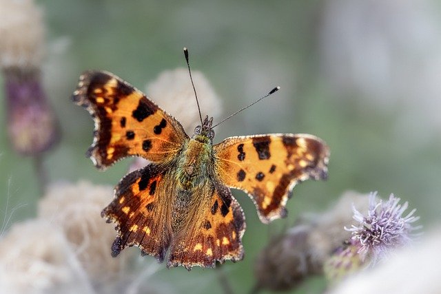 Free download comma butterfly butterfly flowers free picture to be edited with GIMP free online image editor