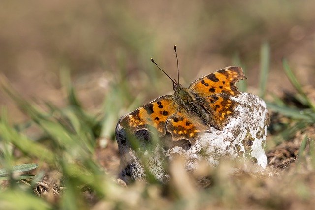 Free graphic comma polygonia c album garden to be edited by GIMP free image editor by OffiDocs