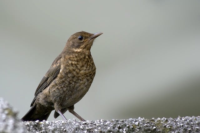 Free download common blackbird bird young animal free picture to be edited with GIMP free online image editor