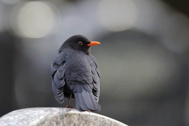 Free download common blackbird blackbird bird free picture to be edited with GIMP free online image editor