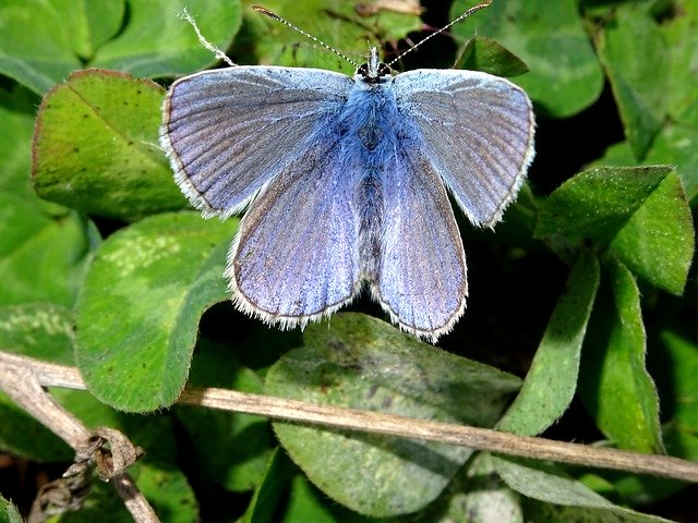 Téléchargement gratuit Insecte Papillon Bleu Commun - photo ou image gratuite à modifier avec l'éditeur d'images en ligne GIMP