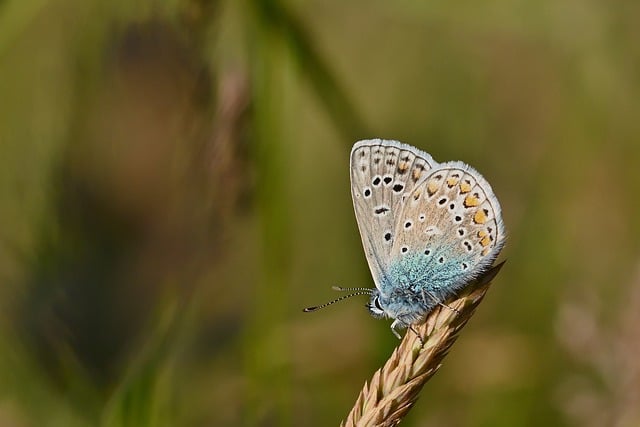 Free download common blue butterfly meadow free picture to be edited with GIMP free online image editor