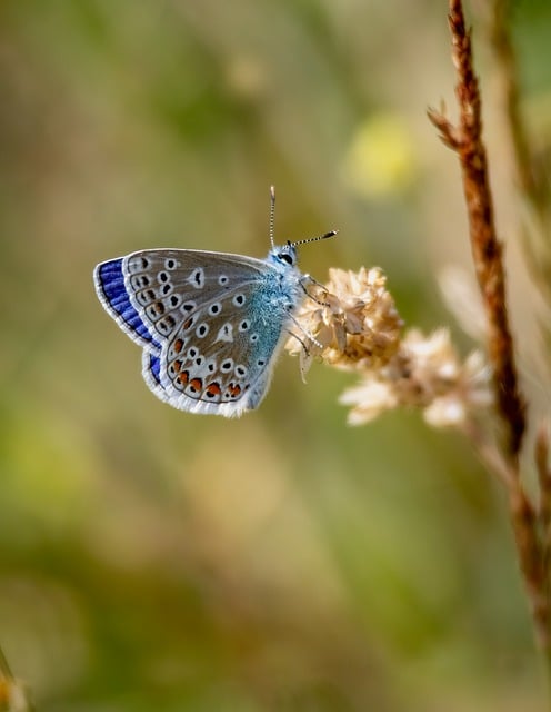 Free download common blue butterfly nature insect free picture to be edited with GIMP free online image editor