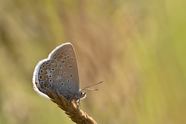 Free download common blue butterfly nature meadow free picture to be edited with GIMP free online image editor