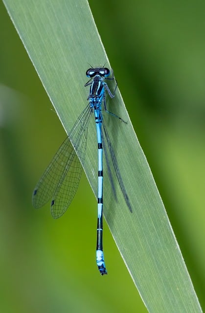Free download common blue damselfly damselfly free picture to be edited with GIMP free online image editor