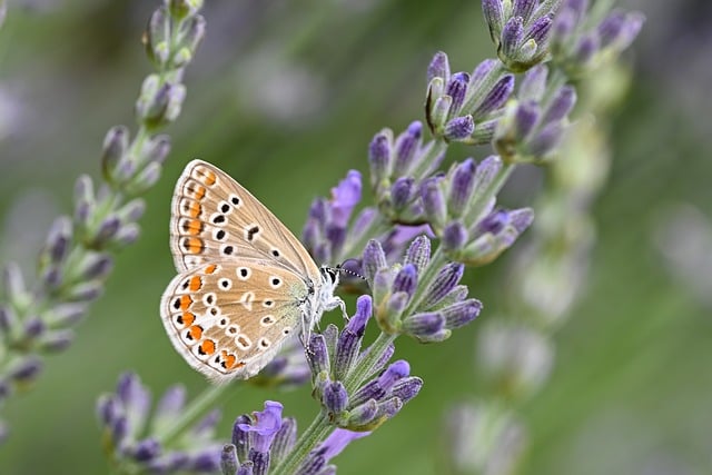 Free download common buttercup butterfly lavender free picture to be edited with GIMP free online image editor