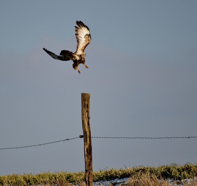 Free download Common Buzzard Bird Of Prey -  free photo or picture to be edited with GIMP online image editor