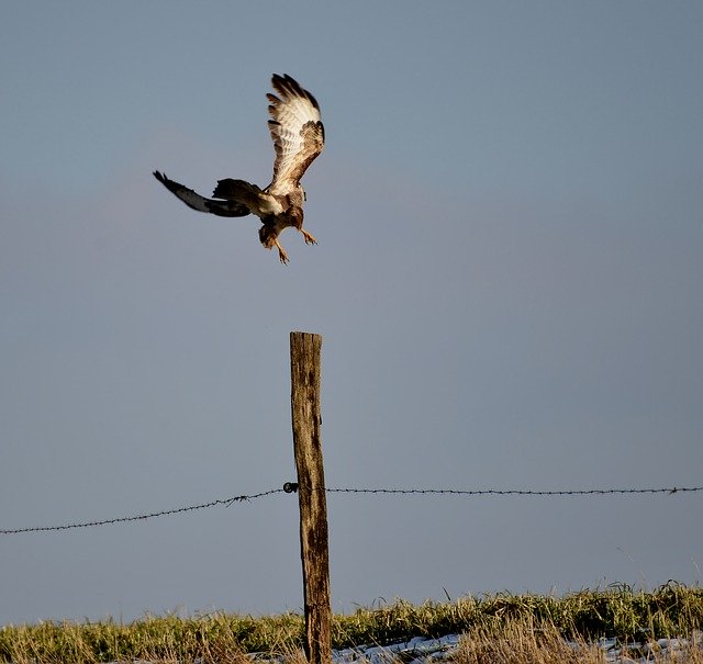 تنزيل Common Buzzard Bird Of Prey - صورة أو صورة مجانية ليتم تحريرها باستخدام محرر الصور عبر الإنترنت GIMP