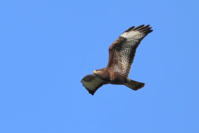 Free download common buzzard bird pray flying free picture to be edited with GIMP free online image editor