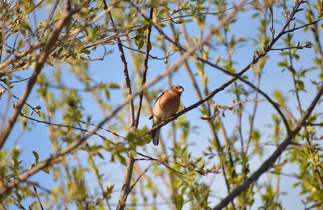Free download common chaffinch chaffinch bird free picture to be edited with GIMP free online image editor
