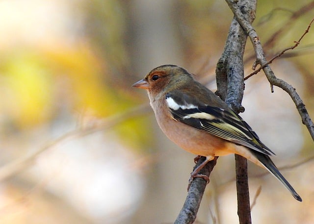 Free download common chaffinch fringilla coelebs free picture to be edited with GIMP free online image editor