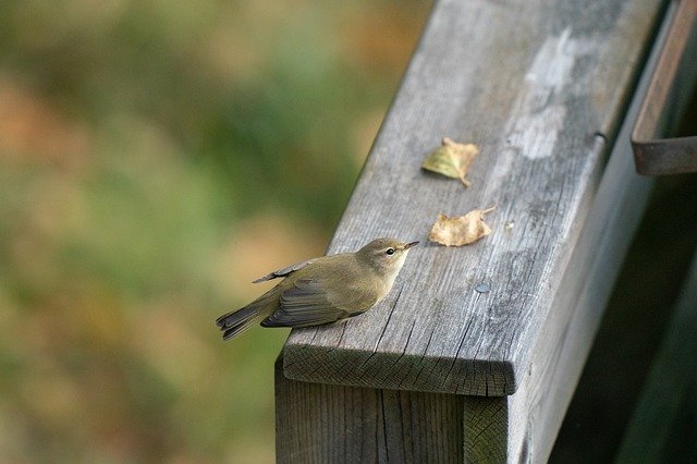 Free picture Common Chiffchaff Phylloscopus -  to be edited by GIMP free image editor by OffiDocs