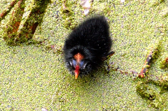 ดาวน์โหลดฟรี Common Coot Fulica Atra Baby - รูปถ่ายหรือรูปภาพฟรีที่จะแก้ไขด้วยโปรแกรมแก้ไขรูปภาพออนไลน์ GIMP