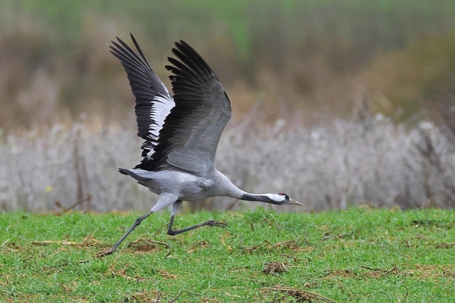 Free download common crane bird take off free picture to be edited with GIMP free online image editor