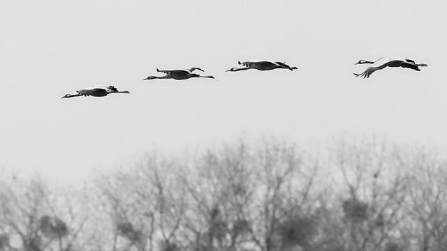 Free download common cranes birds eurasian cranes free picture to be edited with GIMP free online image editor
