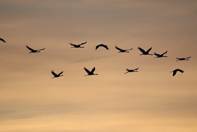 Free download common cranes sunrise birds nature free picture to be edited with GIMP free online image editor