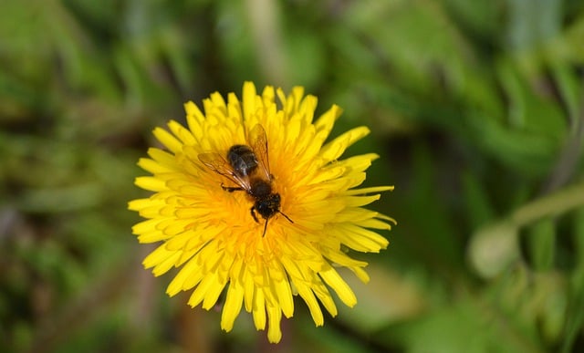 Free download common dandelion dandelion free picture to be edited with GIMP free online image editor