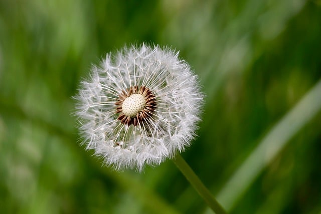 Free download common dandelion dandelion taraxacum free picture to be edited with GIMP free online image editor