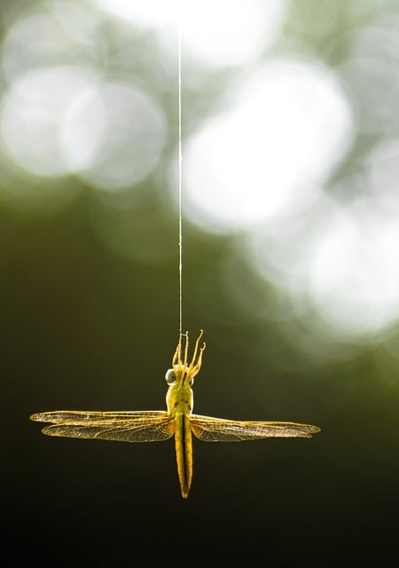 Free download common darter insect dragonfly free picture to be edited with GIMP free online image editor