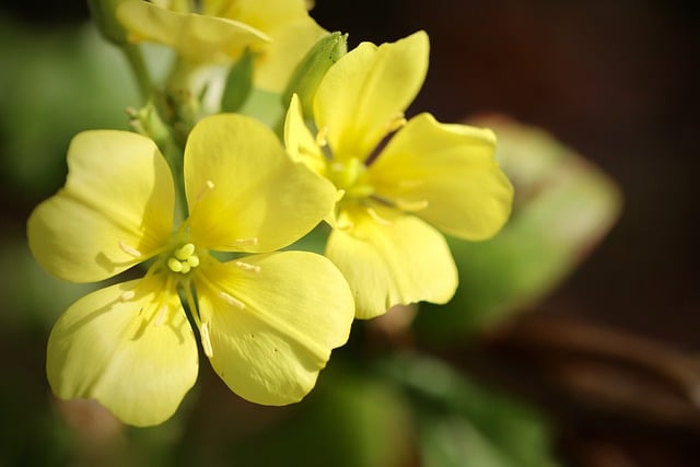 Free graphic common evening primrose to be edited by GIMP free image editor by OffiDocs
