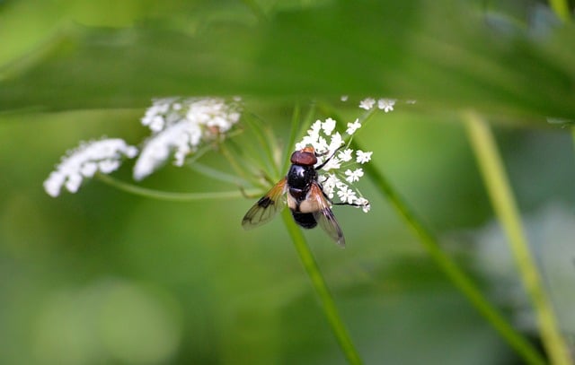 Free download common forest hoverfly free picture to be edited with GIMP free online image editor