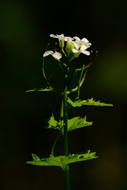 Free download common garlic herb green weed free picture to be edited with GIMP free online image editor