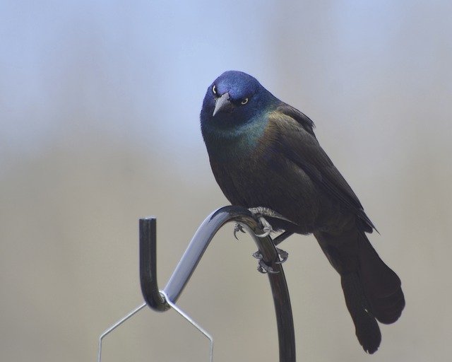 Free download Common Grackle Standing -  free photo or picture to be edited with GIMP online image editor