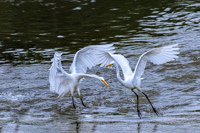 Free download common heron birds fight new free picture to be edited with GIMP free online image editor