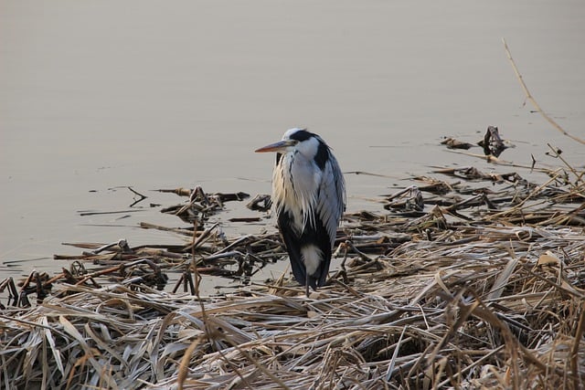 Free download common heron heron gray heron free picture to be edited with GIMP free online image editor