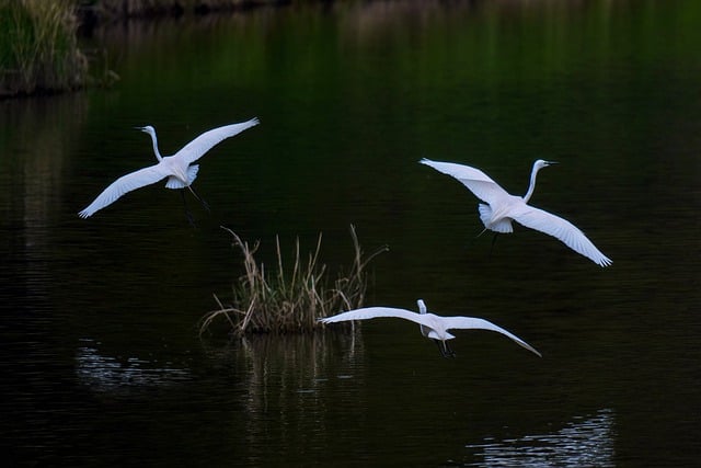 Скачать бесплатно обыкновенные цапли озерные цапли птицы бесплатное изображение для редактирования с помощью бесплатного онлайн-редактора изображений GIMP