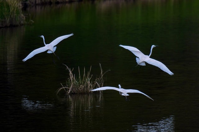 Free download common herons lake herons birds free picture to be edited with GIMP free online image editor