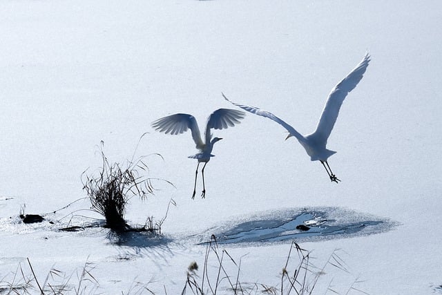 Free download common heron wings birds free picture to be edited with GIMP free online image editor