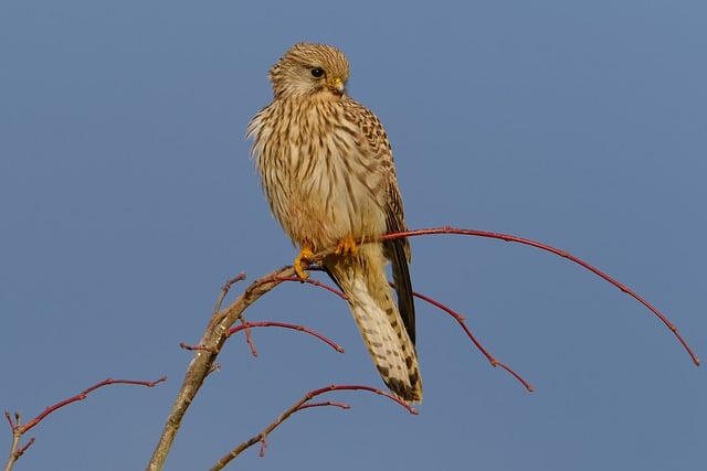 Free download common kestrel bird bird of pray free picture to be edited with GIMP free online image editor