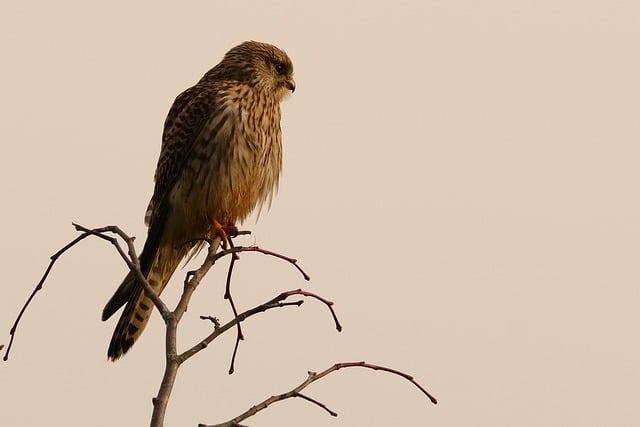 Free download common kestrel bird wildlife free picture to be edited with GIMP free online image editor